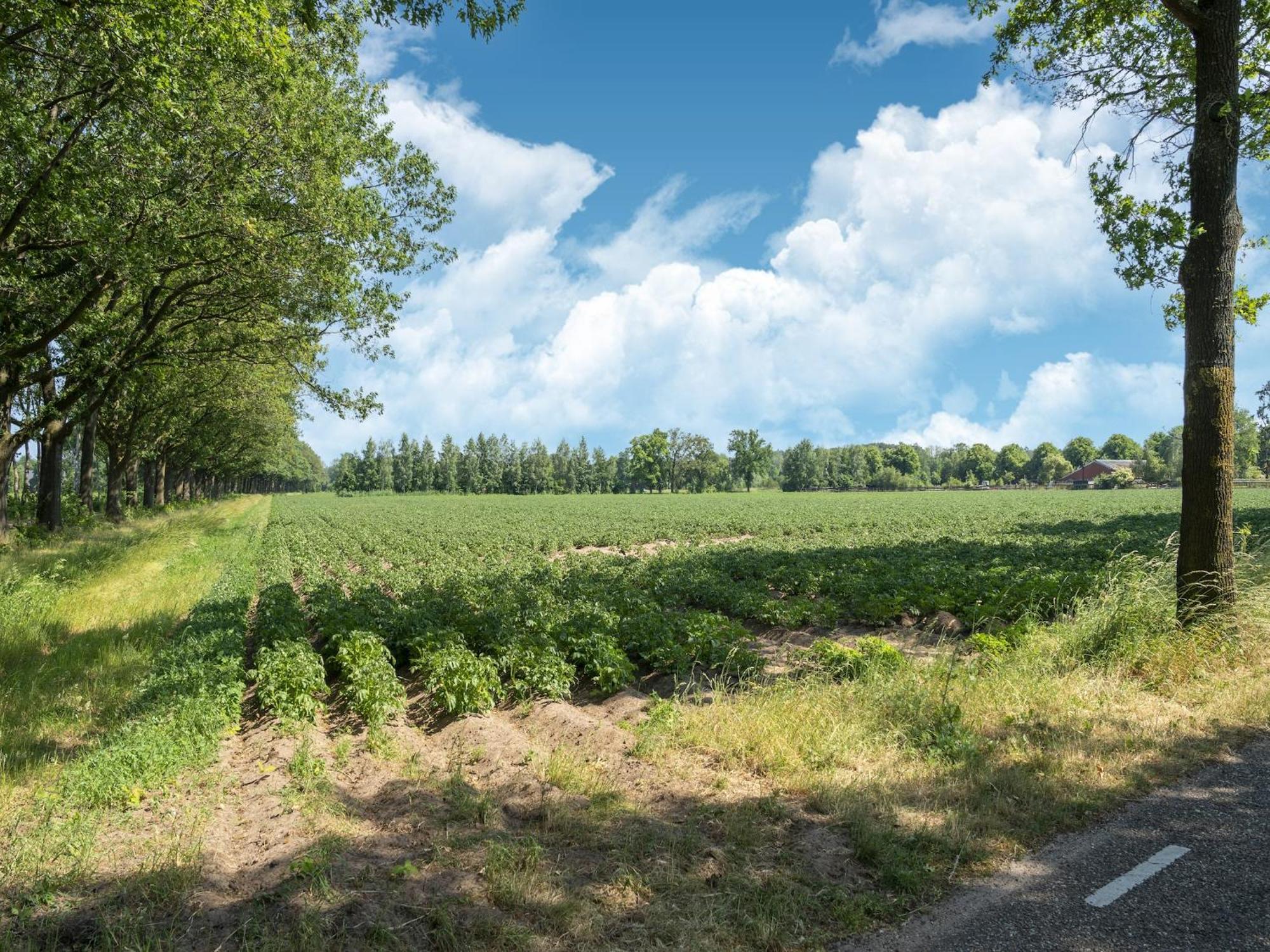 House With A Large Garden In Achterhoek Eibergen Kültér fotó